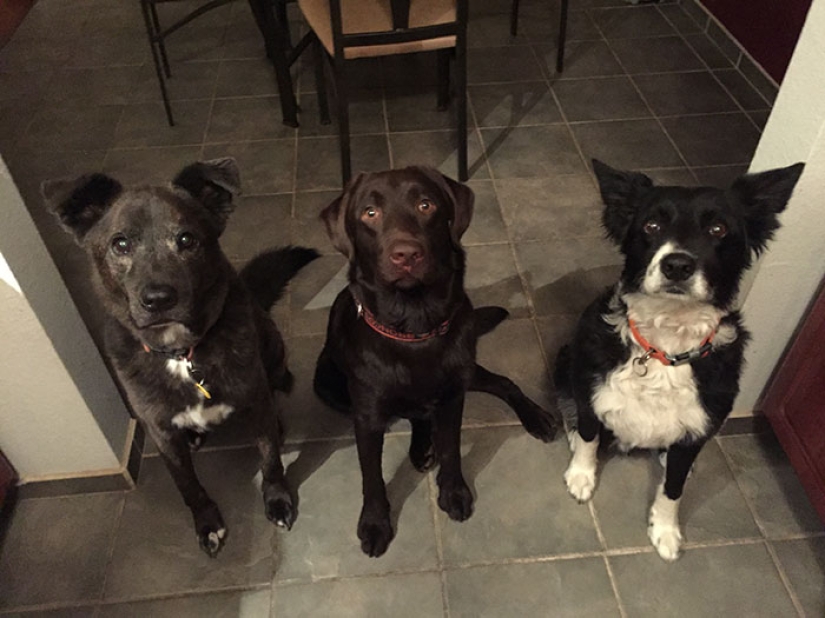 Cachorro de chocolate nació con "paladar hendido", pero un veterinario lo salvó de la eutanasia