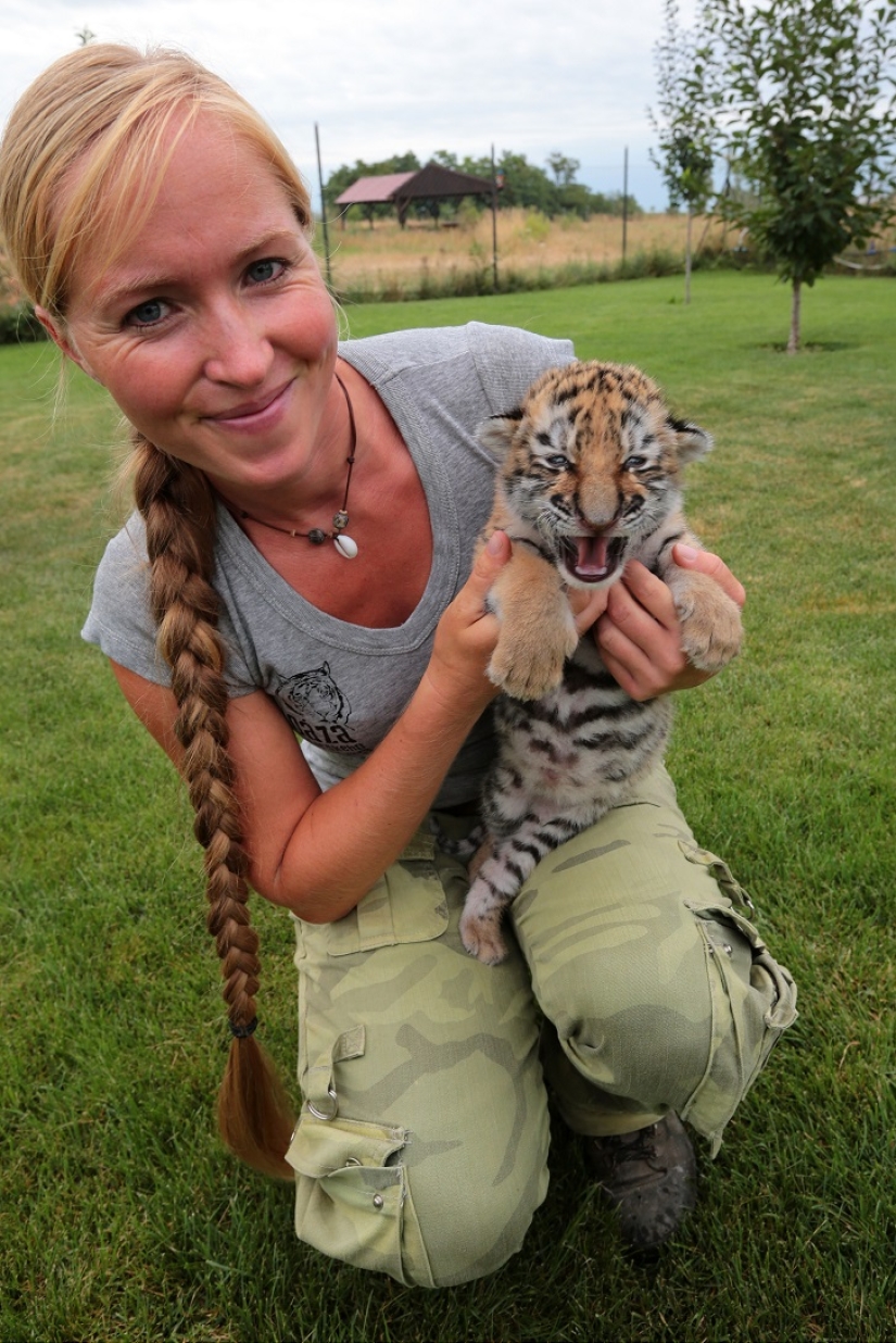 Cachorro de tigre abandonado por su madre es criado por perros Cachorro de tigre abandonado por su madre es criado por perros