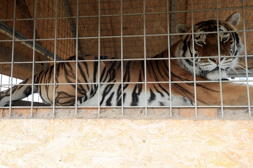 Cachorro de tigre abandonado por su madre es criado por perros Cachorro de tigre abandonado por su madre es criado por perros