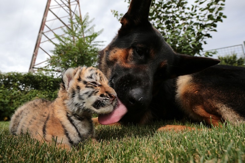 Cachorro de tigre abandonado por su madre es criado por perros Cachorro de tigre abandonado por su madre es criado por perros