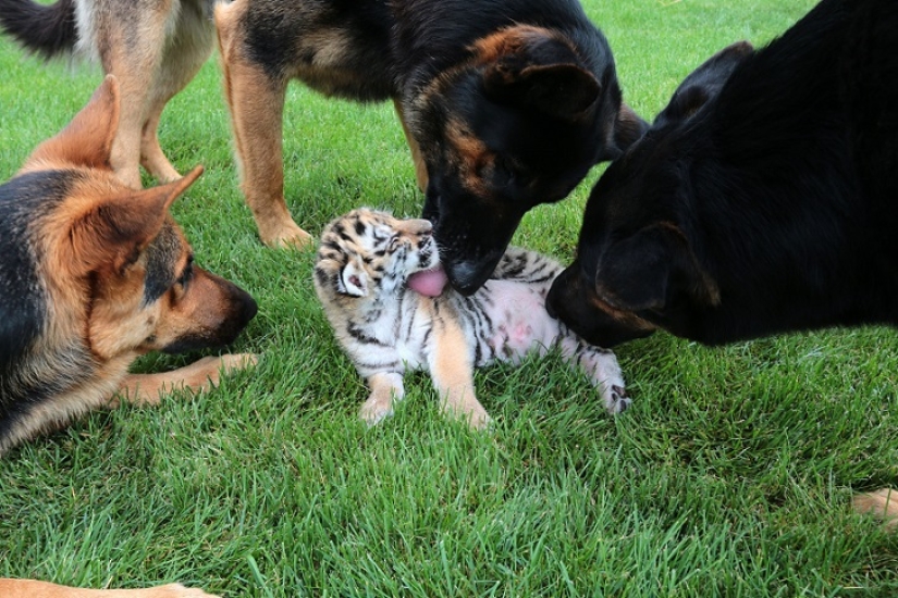 Cachorro de tigre abandonado por su madre es criado por perros Cachorro de tigre abandonado por su madre es criado por perros