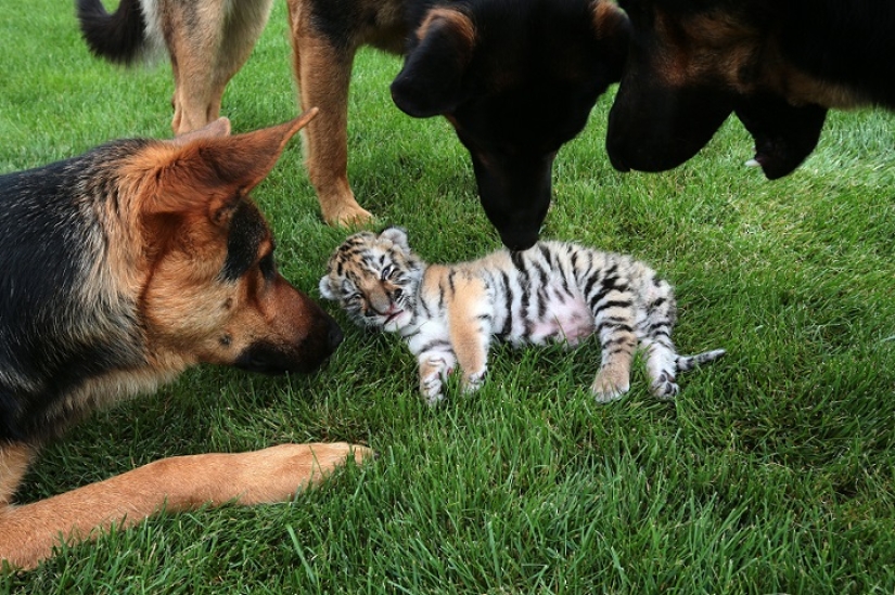 Cachorro de tigre abandonado por su madre es criado por perros Cachorro de tigre abandonado por su madre es criado por perros