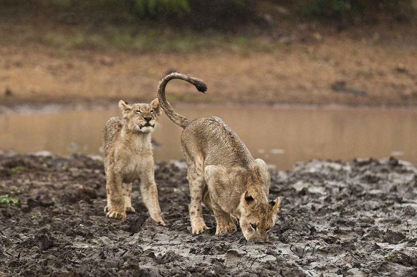 Cachorros de león pelearon con un guepardo Cachorros de león pelearon con un guepardo