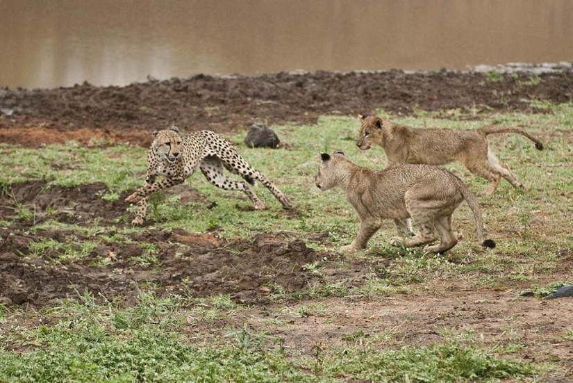 Cachorros de león pelearon con un guepardo Cachorros de león pelearon con un guepardo