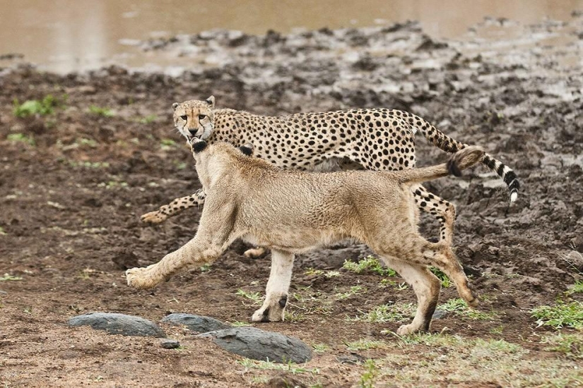 Cachorros de león pelearon con un guepardo Cachorros de león pelearon con un guepardo