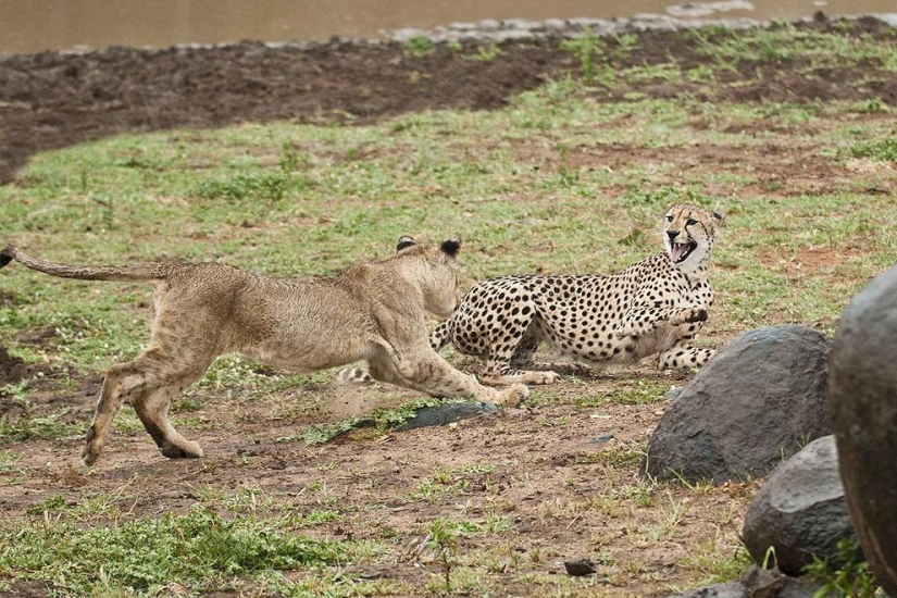 Cachorros de león pelearon con un guepardo Cachorros de león pelearon con un guepardo