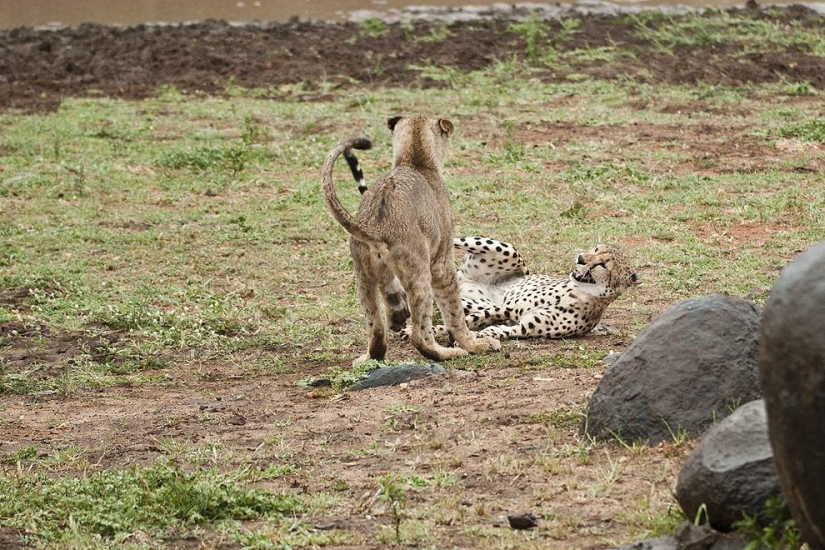 Cachorros de león pelearon con un guepardo Cachorros de león pelearon con un guepardo