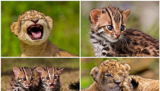 Cachorros de león y gatos de bengala