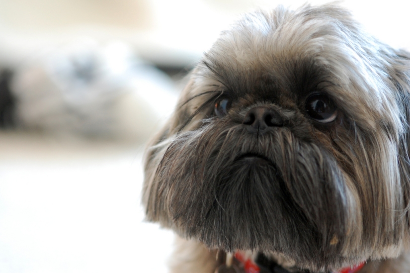 cachorros tristes cachorros tristes