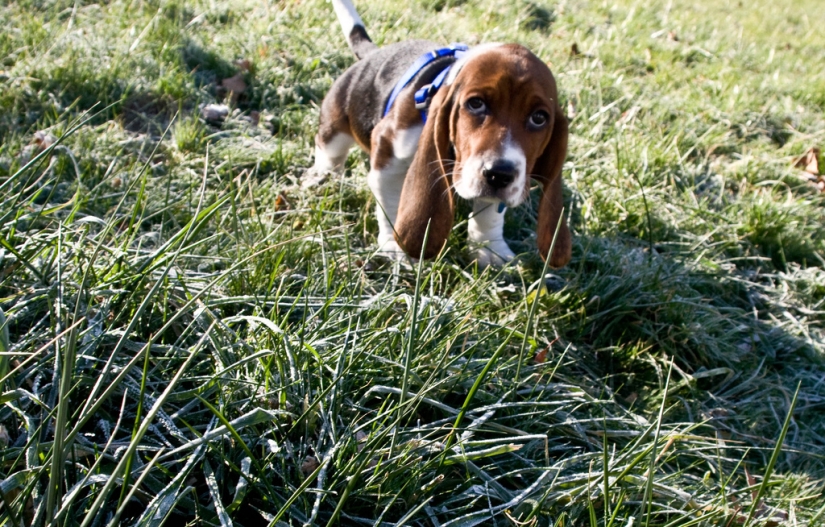 cachorros tristes cachorros tristes