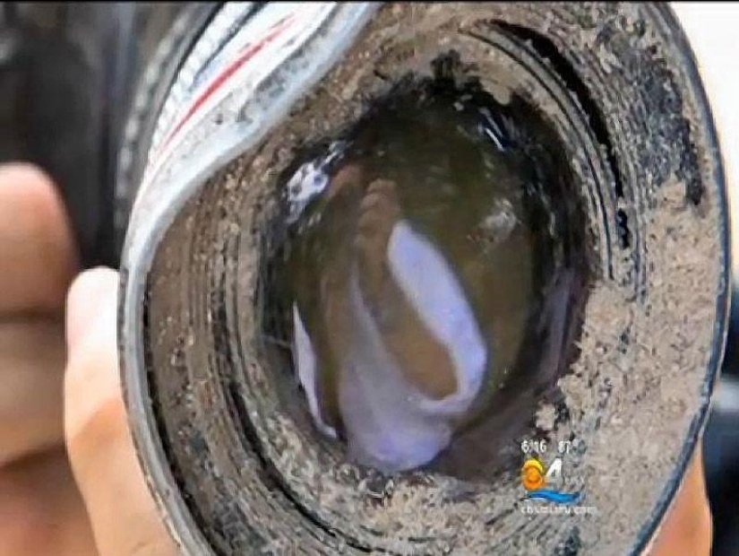 Camera eaten by alligator returned to owner after 8 months