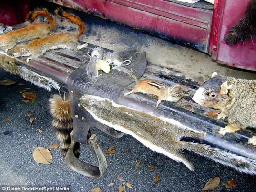 camión de taxidermia camión de taxidermia