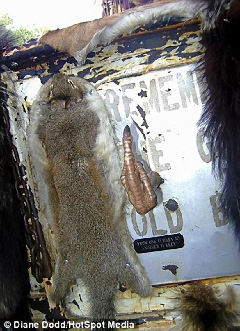 camión de taxidermia camión de taxidermia