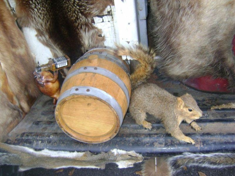 camión de taxidermia camión de taxidermia