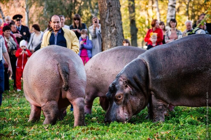 Caminando con hipopótamos