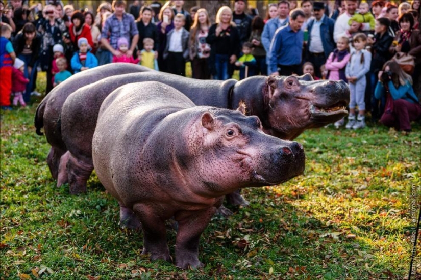 Caminando con hipopótamos
