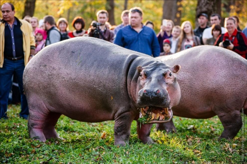 Caminando con hipopótamos