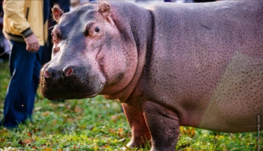 Caminando con hipopótamos