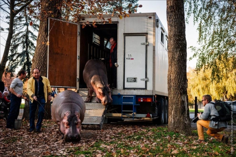 Caminando con hipopótamos