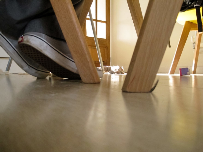 Caminando debajo de la mesa: la historia de un padre sobre cómo su bebé de 1,5 años aprendió a tomar fotos geniales