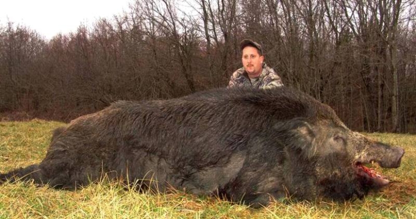 Canadian super pigs attacked the northern states of the USA Canadian super pigs attacked the northern states of the USA