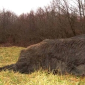 Canadian super pigs attacked the northern states of the USA