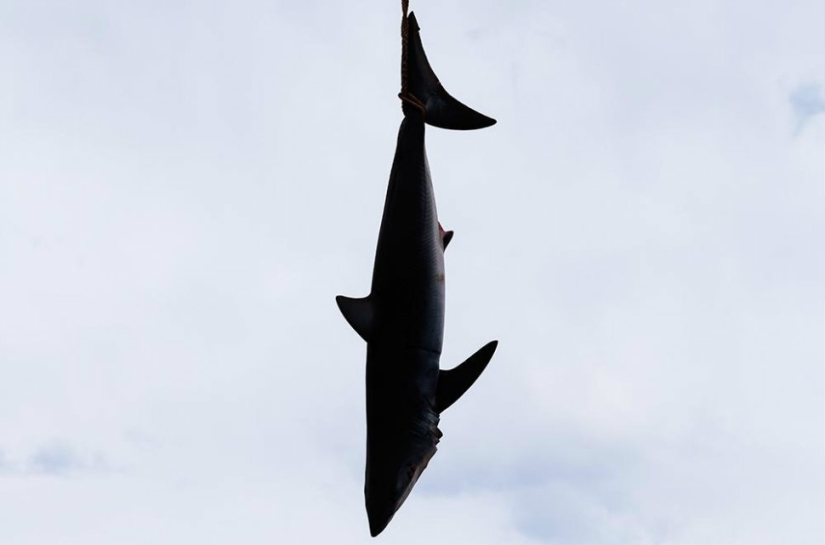 Captura, pez grande: la belleza y el horror del campeonato de pesca de tiburones monstruosos