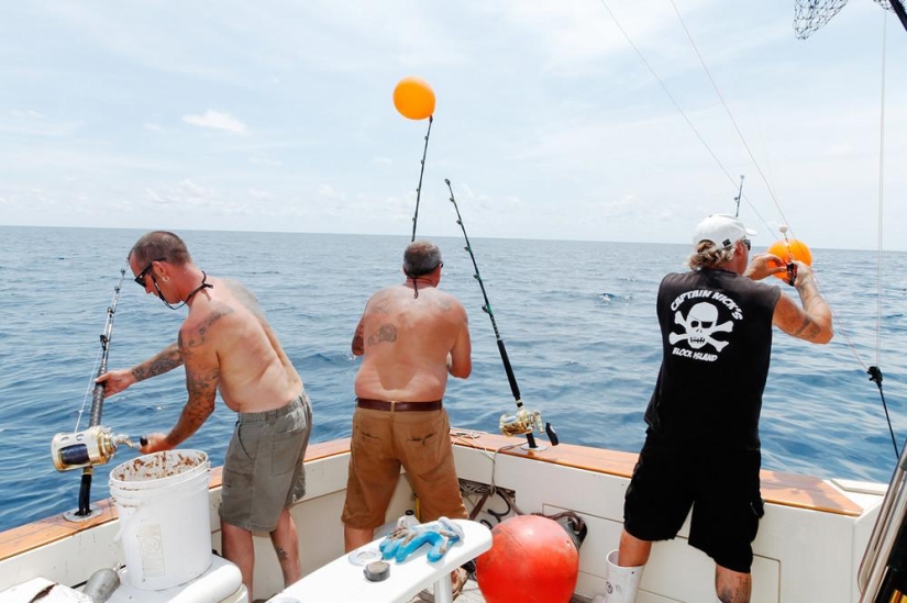 Captura, pez grande: la belleza y el horror del campeonato de pesca de tiburones monstruosos