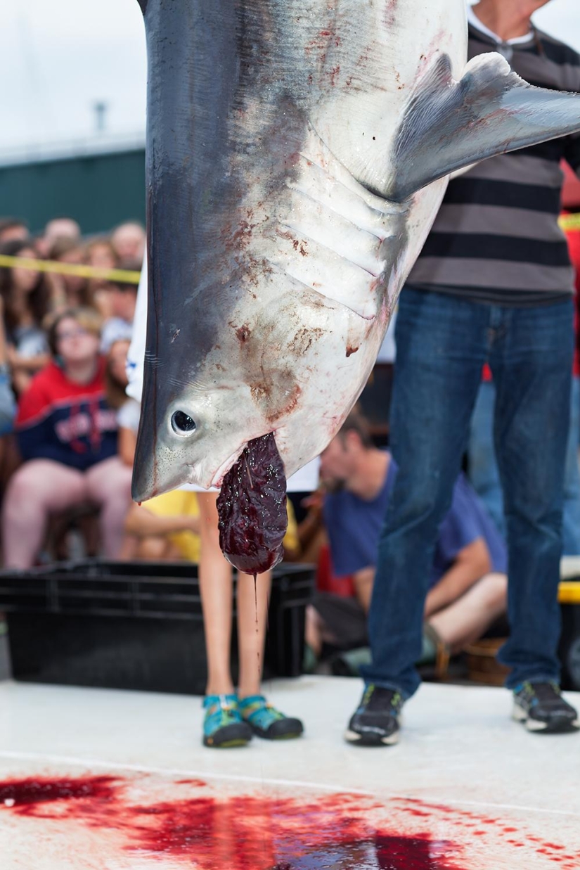 Captura, pez grande: la belleza y el horror del campeonato de pesca de tiburones monstruosos