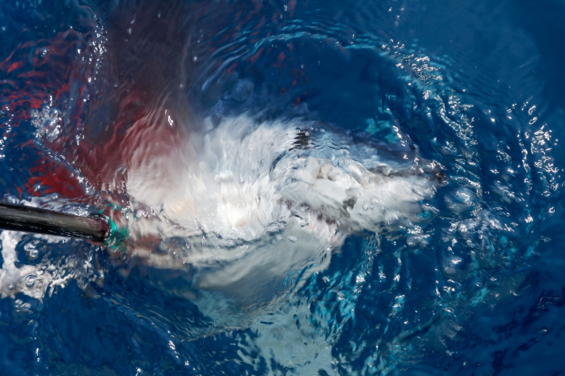 Captura, pez grande: la belleza y el horror del campeonato de pesca de tiburones monstruosos