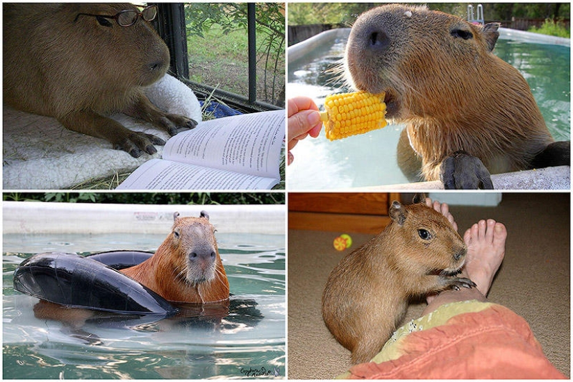 Capybaras are just adorable