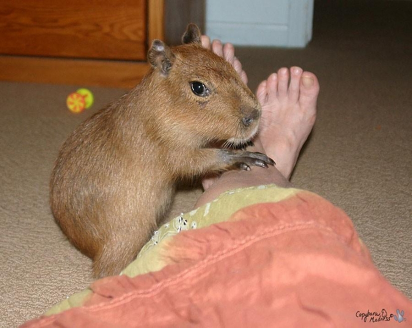 Capybaras are just adorable