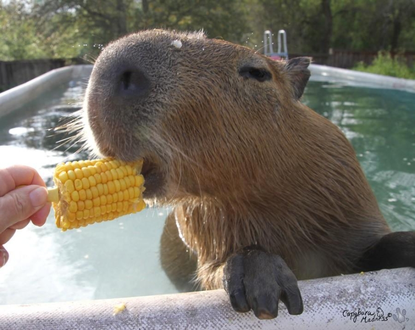 Capybaras are just adorable