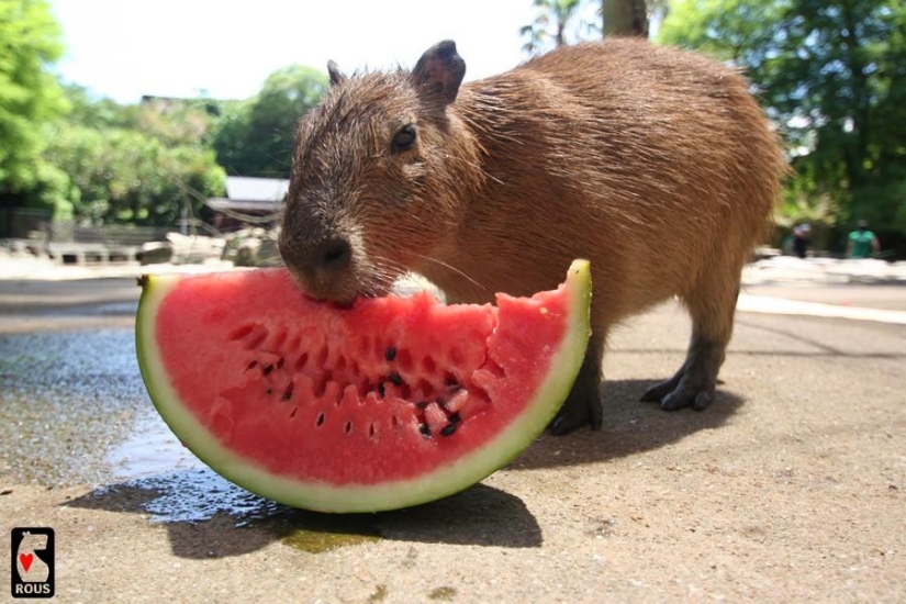 Capybaras are just adorable