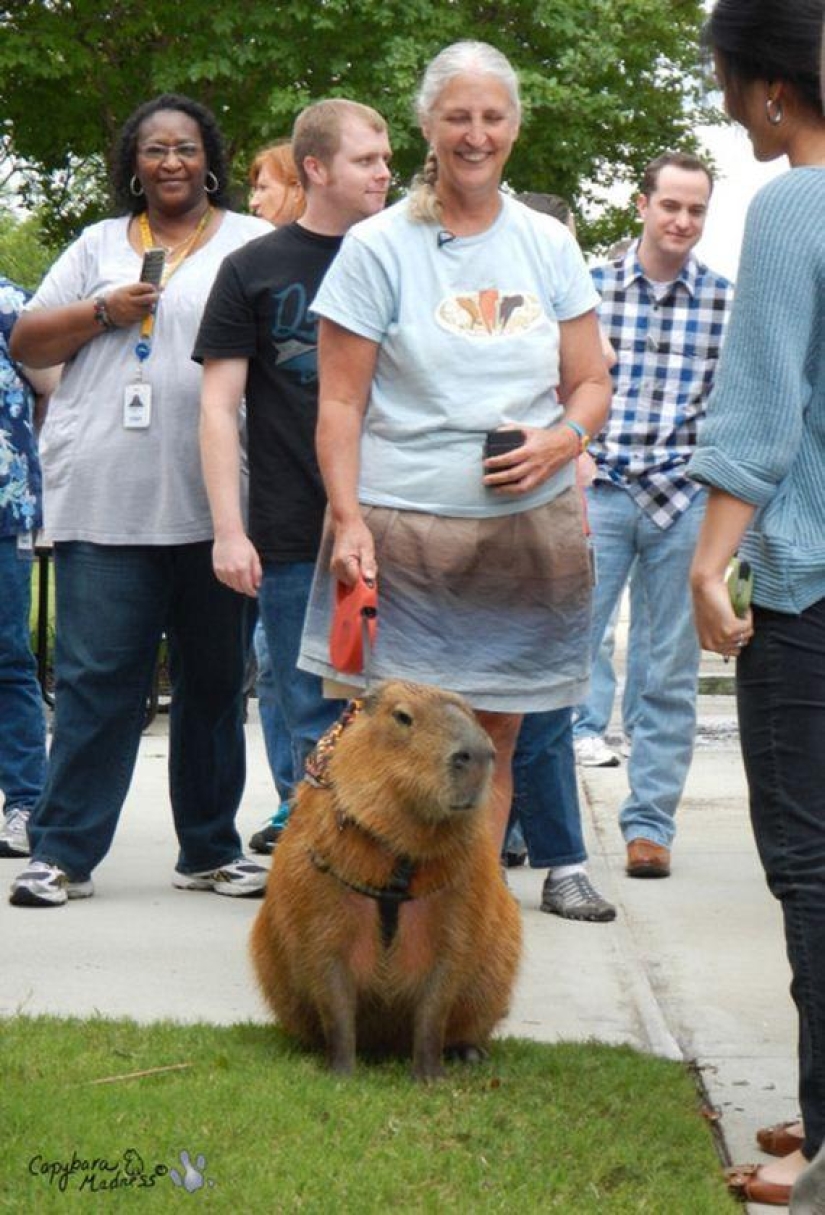 Capybaras are just adorable