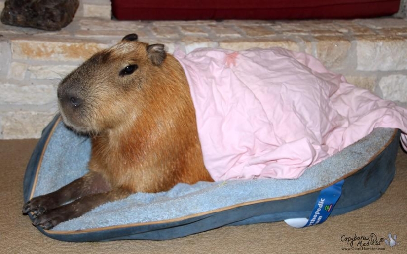 Capybaras are just adorable