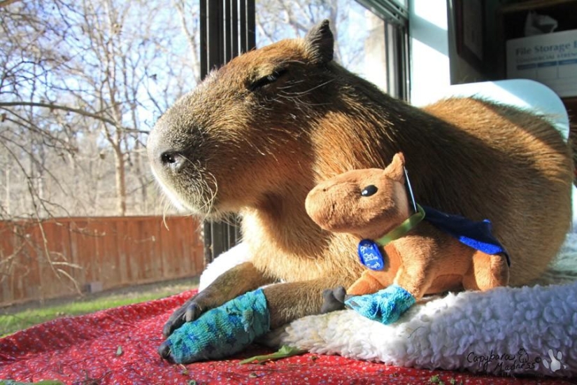 Capybaras are just adorable