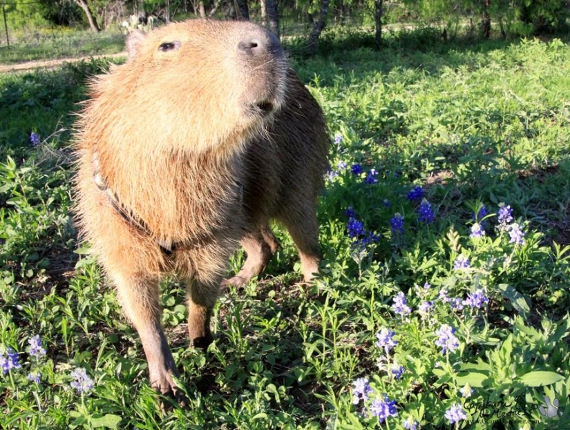 Capybaras are just adorable