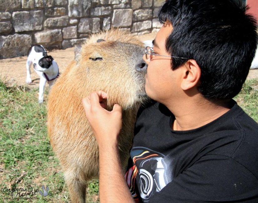 Capybaras are just adorable
