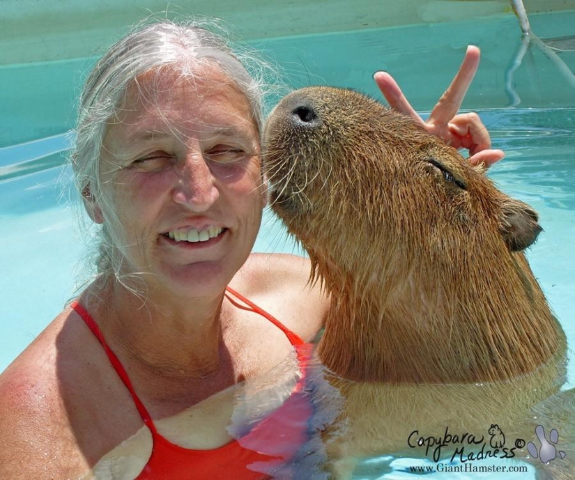 Capybaras are just adorable