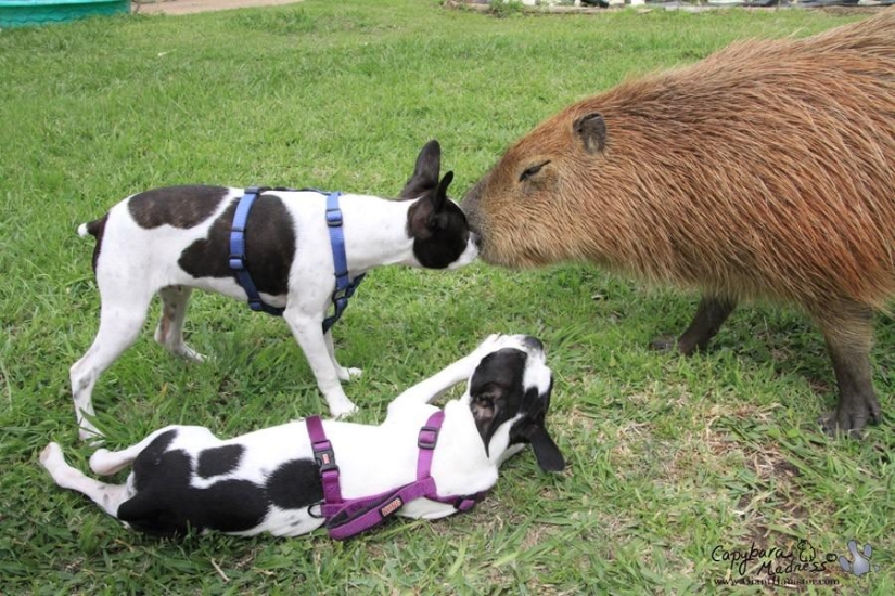 Capybaras are just adorable