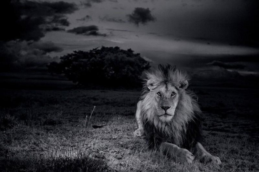 Cara a cara con el león Cara a cara con el león