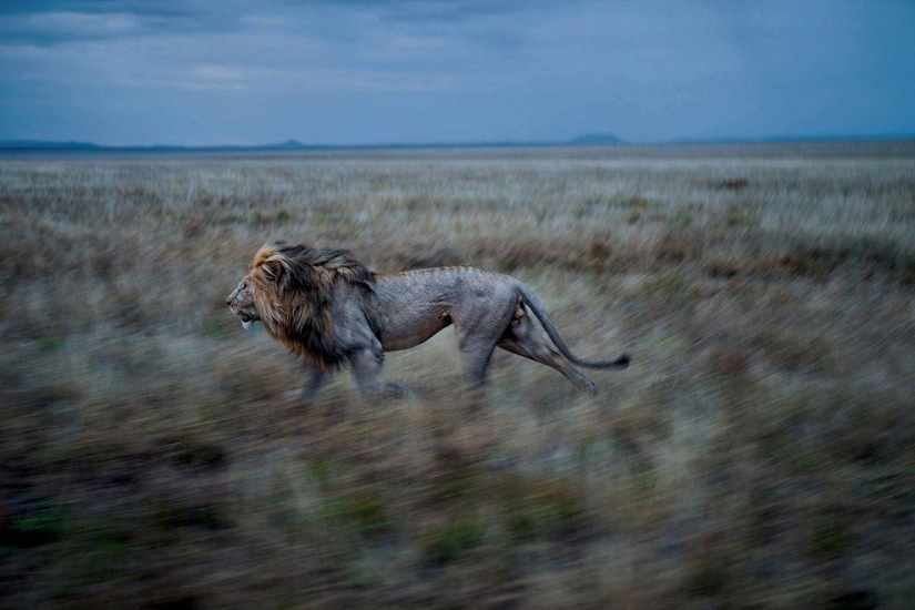 Cara a cara con el león Cara a cara con el león