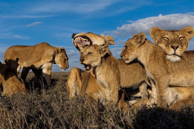 Cara a cara con el león Cara a cara con el león