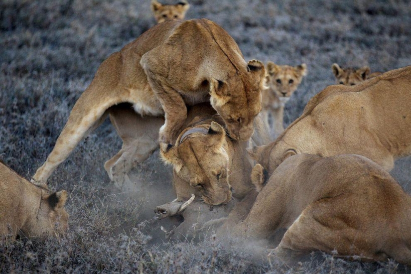 Cara a cara con el león Cara a cara con el león