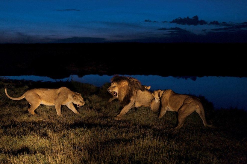 Cara a cara con el león Cara a cara con el león