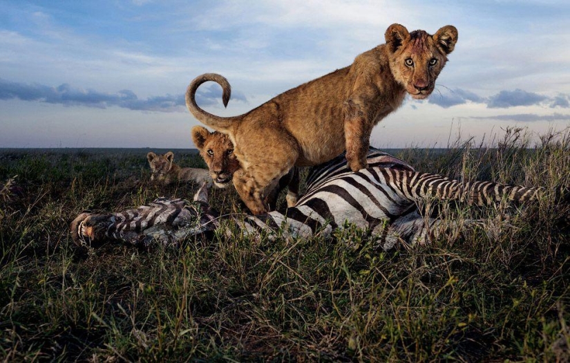Cara a cara con el león Cara a cara con el león