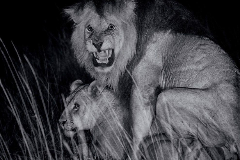 Cara a cara con el león Cara a cara con el león