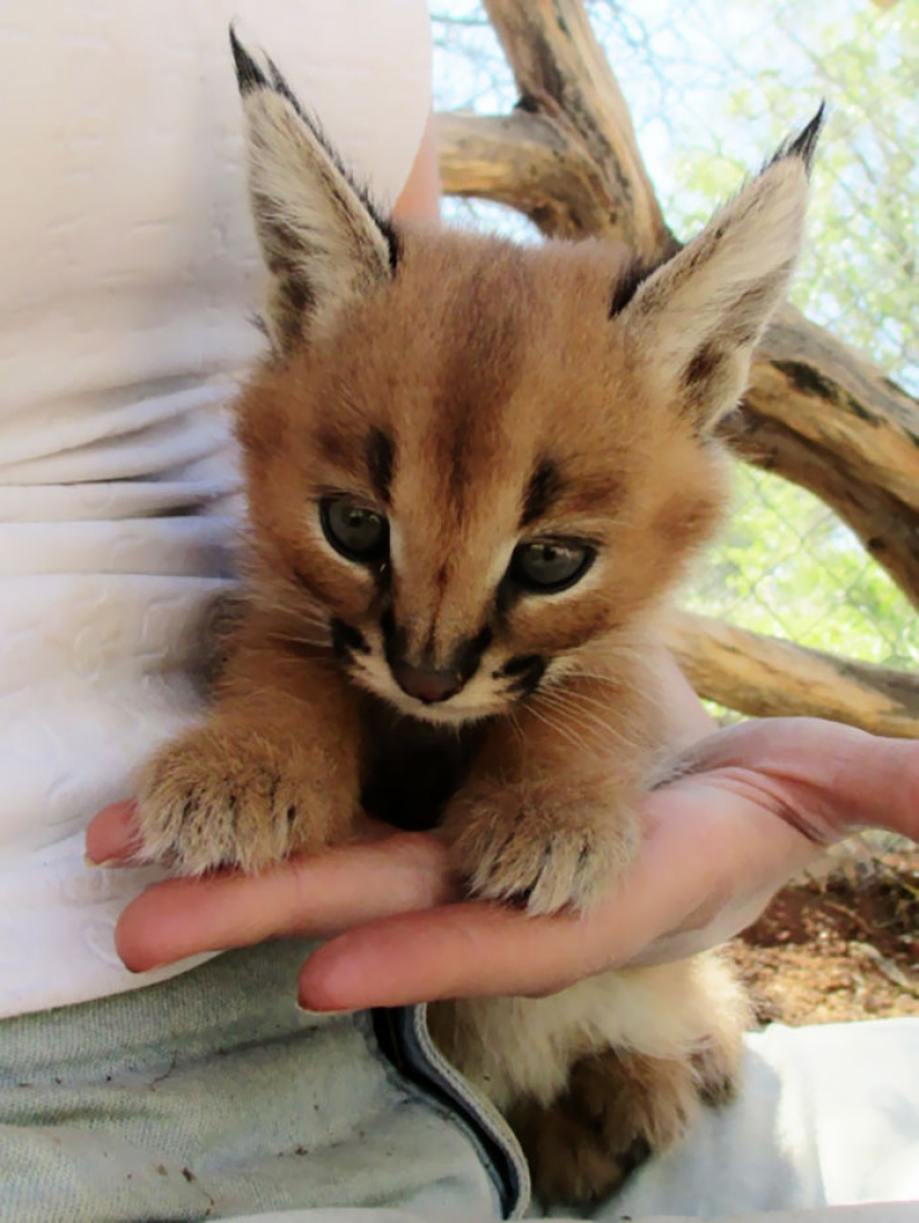 Caracals are the cutest and most beautiful among cats