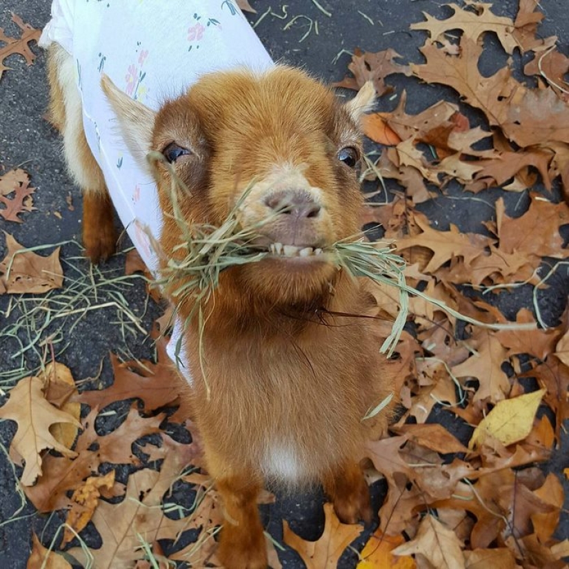 Careerist quit hard work to raise orphaned goats